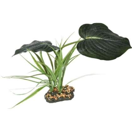 Komodo Woodland Canopy Terrarium Plant - 1 count